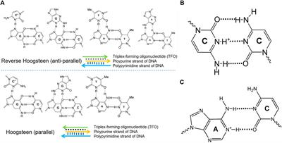 pH-Responsive DNA Motif: From Rational Design to Analytical Applications